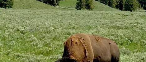 A bull grazing in a grassy field with a forest in the background.