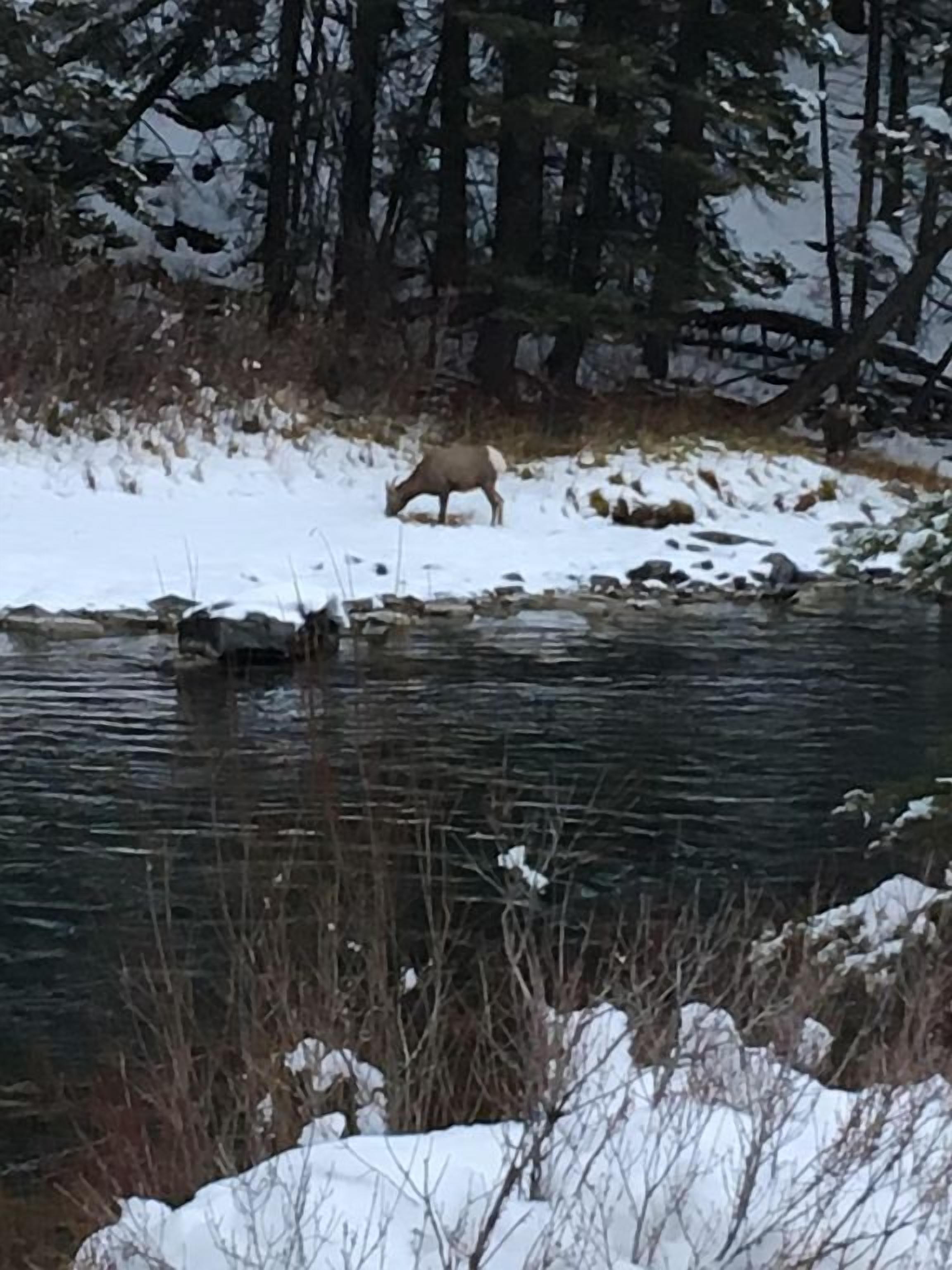 Un cerf broute près d’une rive enneigée.