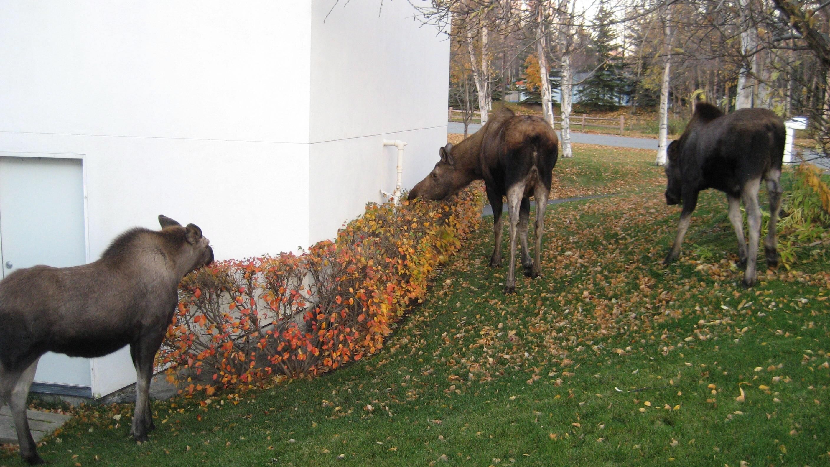 Three moose grazing near a white building with a grassy area and fallen leaves.