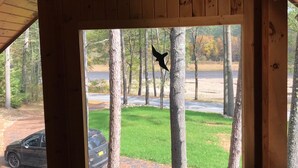 Vista desde una cabaña de madera con un ventanal grande, una carretera y árboles al fondo.