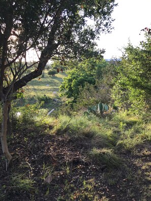 Surrounded by lush vegetation, this serene landscape features a mix of trees, shrubs, and a cactus.