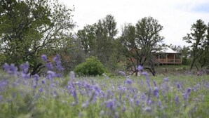 Un champ de fleurs violettes, avec une cabane en bois en arrière-plan.
