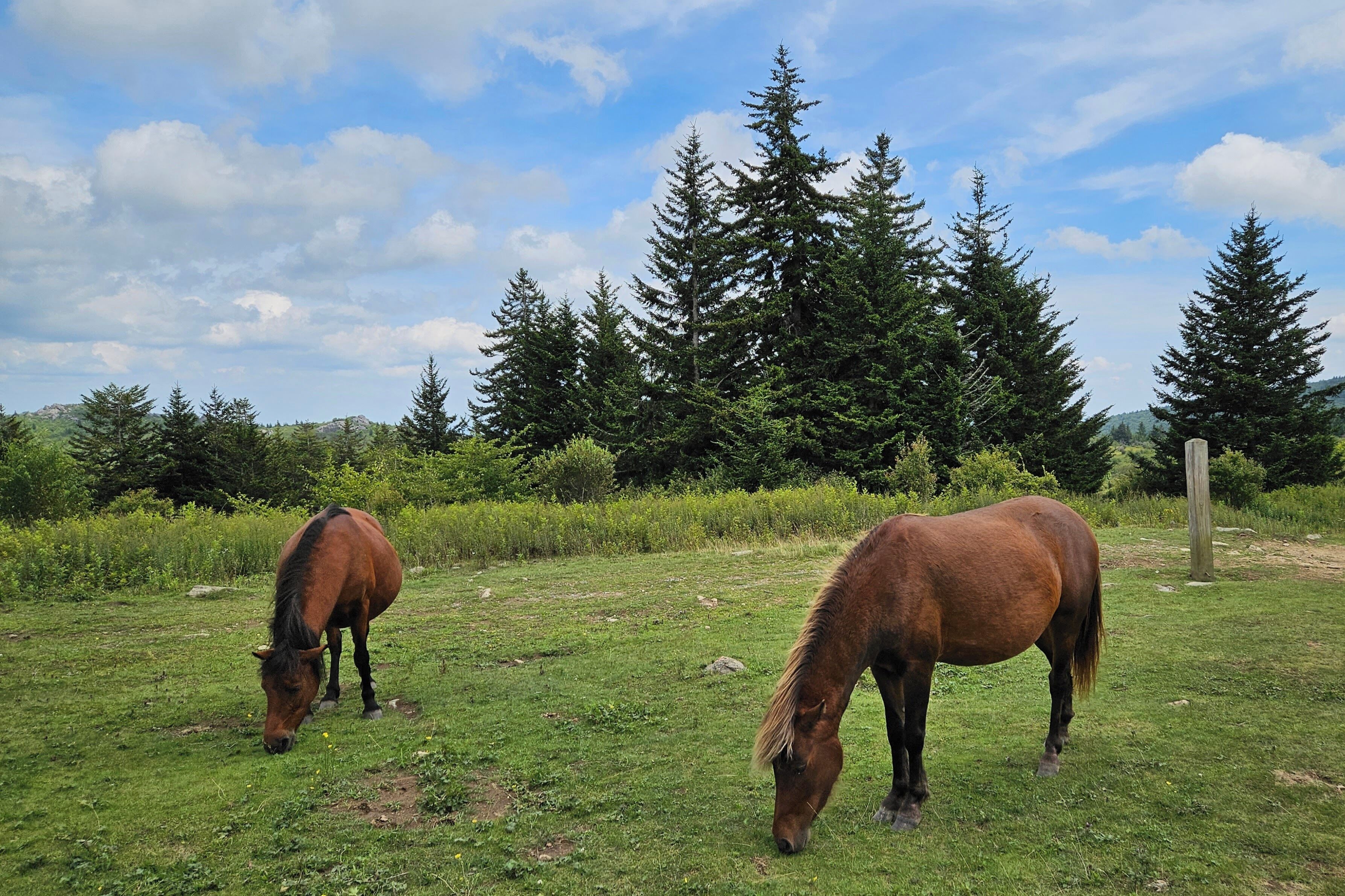 Zwei Pferde weiden auf einer grünen Wiese, im Hintergrund Bäume.