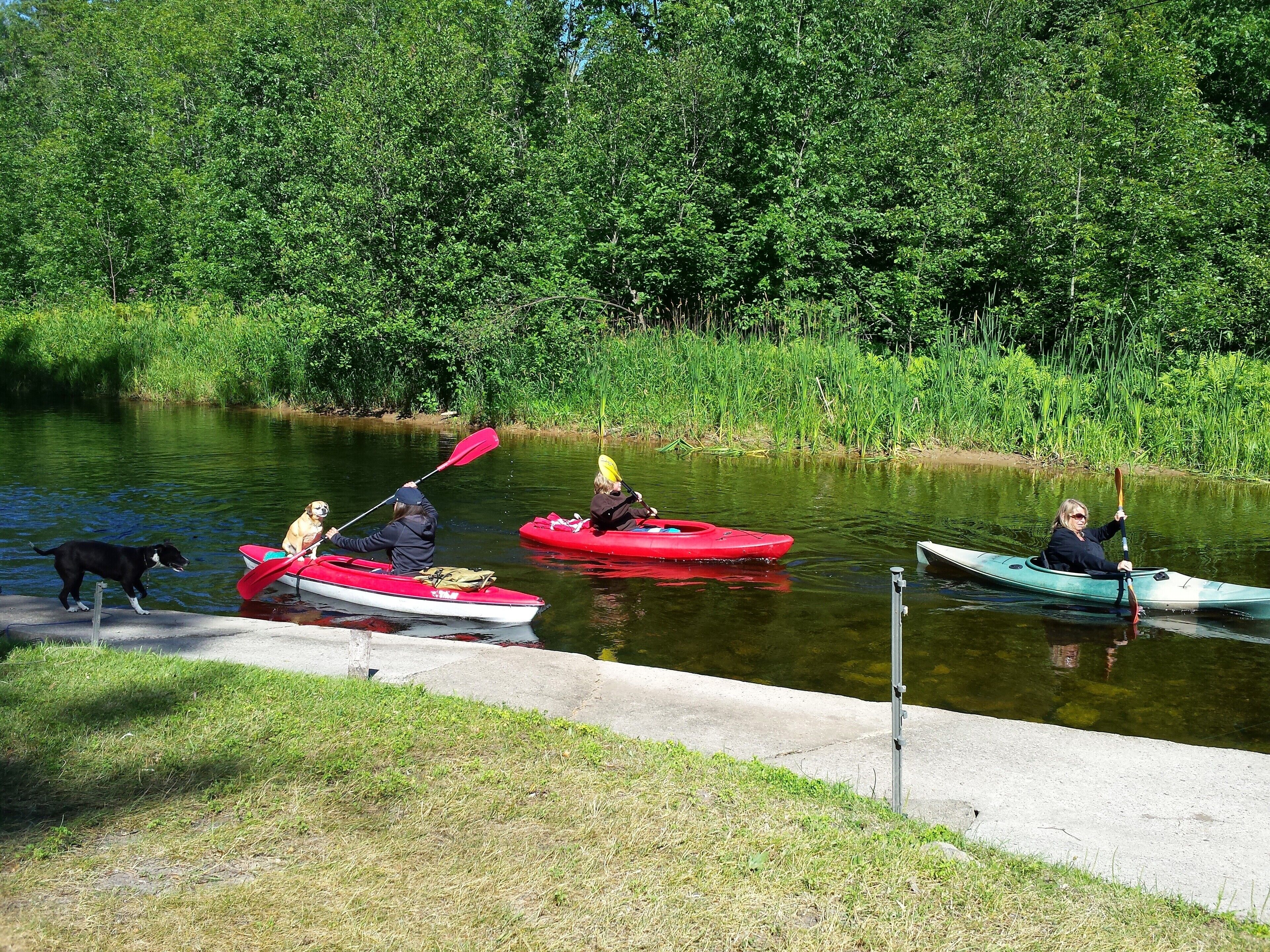 Three kayaks on a calm river with a dog standing on the bank.
