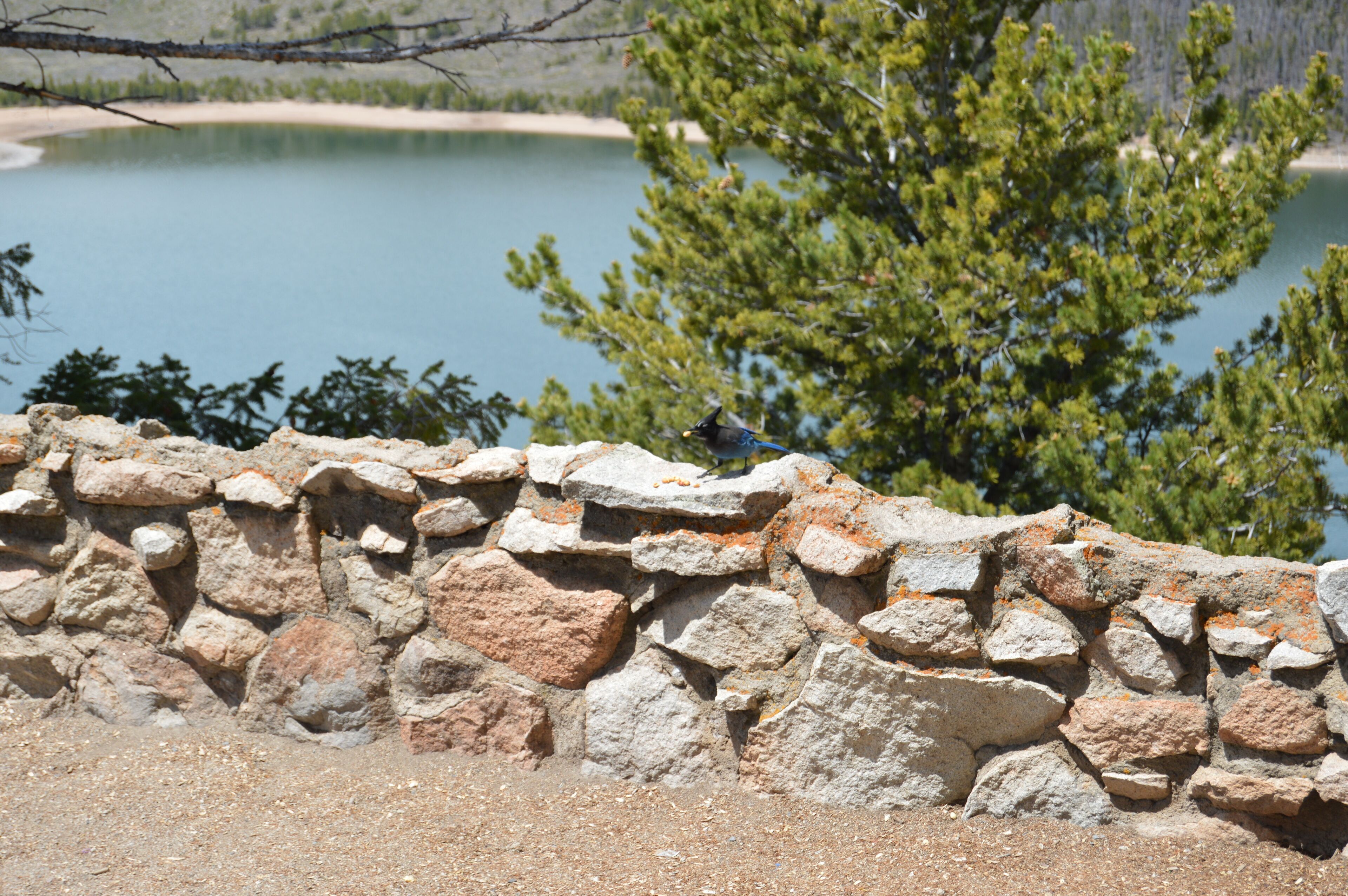 A stone wall with a bird perched on it, overlooking a body of water and trees.