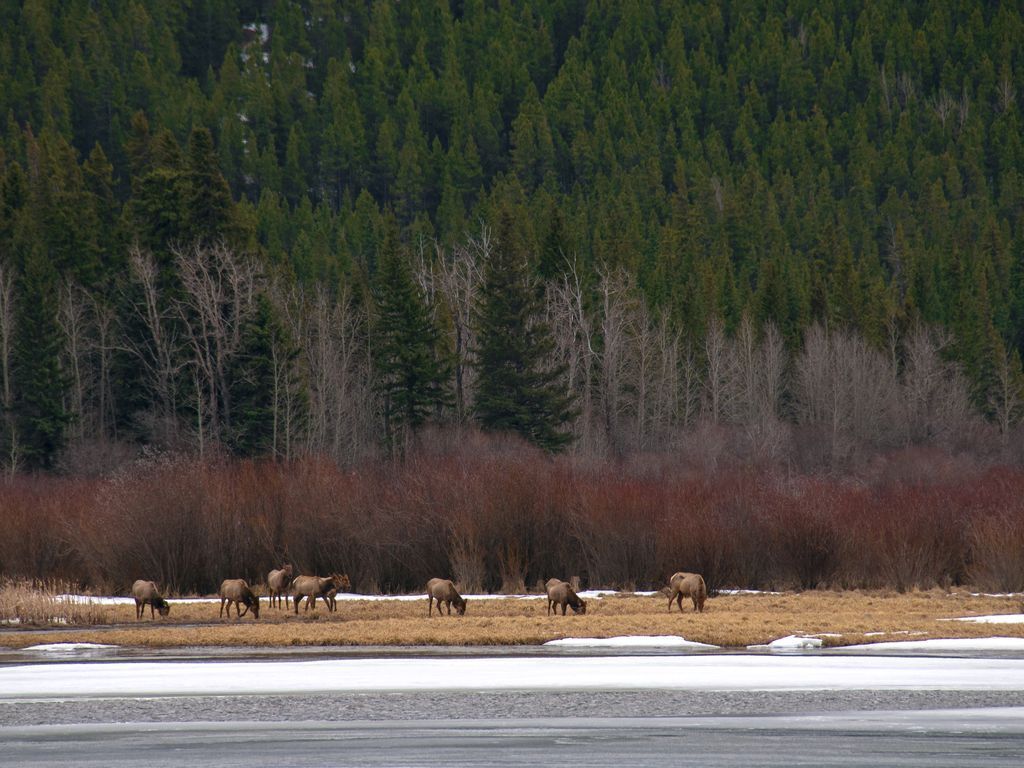 Un grupo de alces pastando en un campo con un bosque al fondo.
