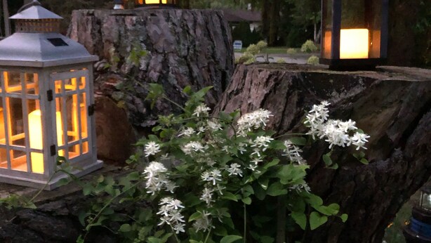 Un jardin agrémenté d’une structure en bois, de lanternes et de fleurs blanches.