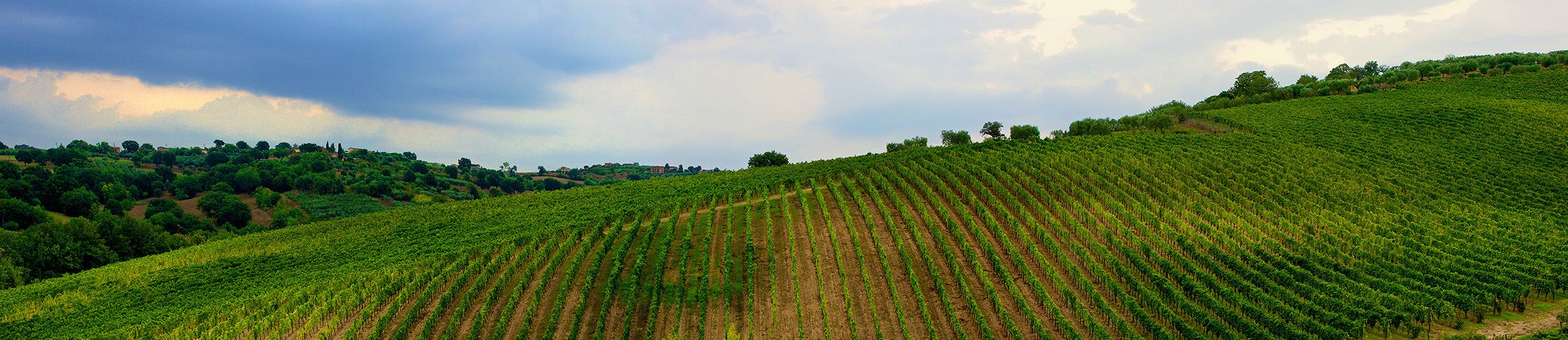 Un vignoble avec des rangées de vignes sur une colline.