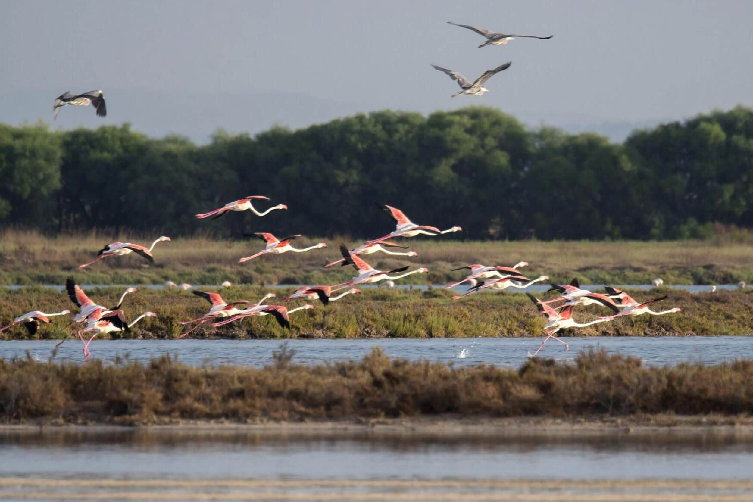 Foto - Sa Pedrera Country Hotel
