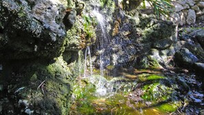Una pequeña cascada fluye sobre rocas cubiertas de musgo, rodeada de palmeras y un muro de piedra.