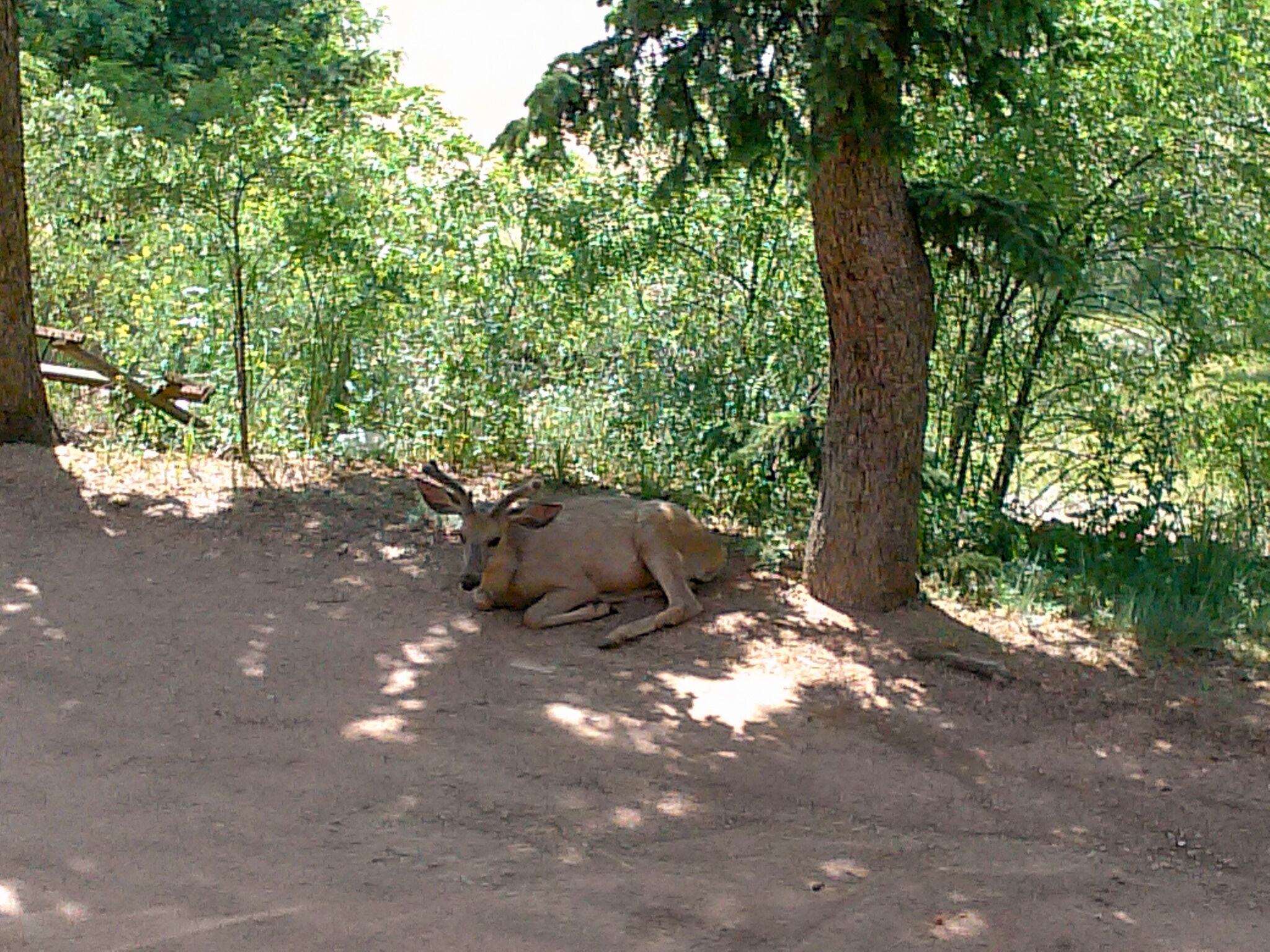 A deer resting under a tree in a forested area.