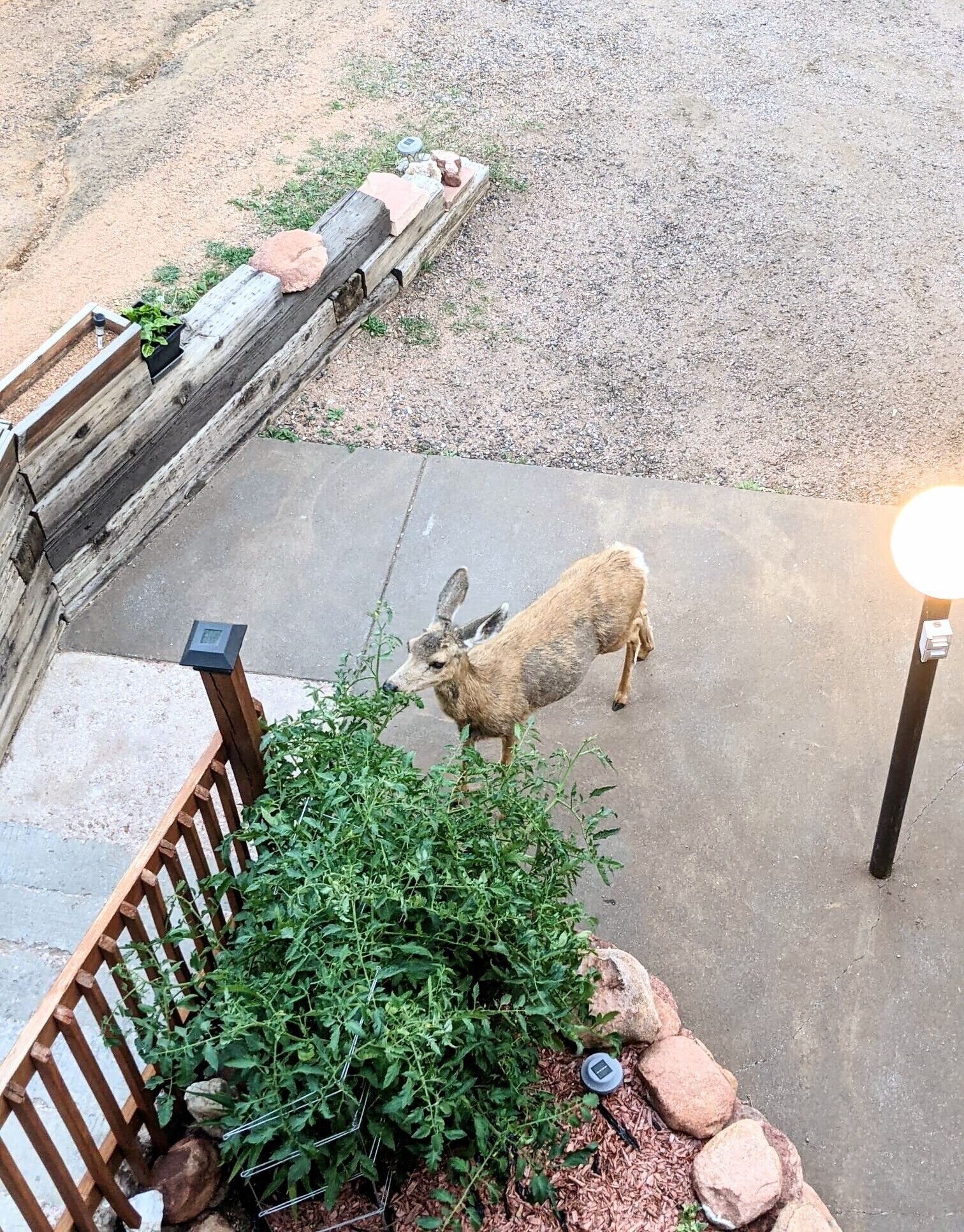 A deer standing on a concrete patio surrounded by greenery and a wooden fence.