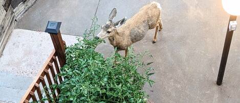 A deer standing on a concrete patio surrounded by greenery and a wooden fence.
