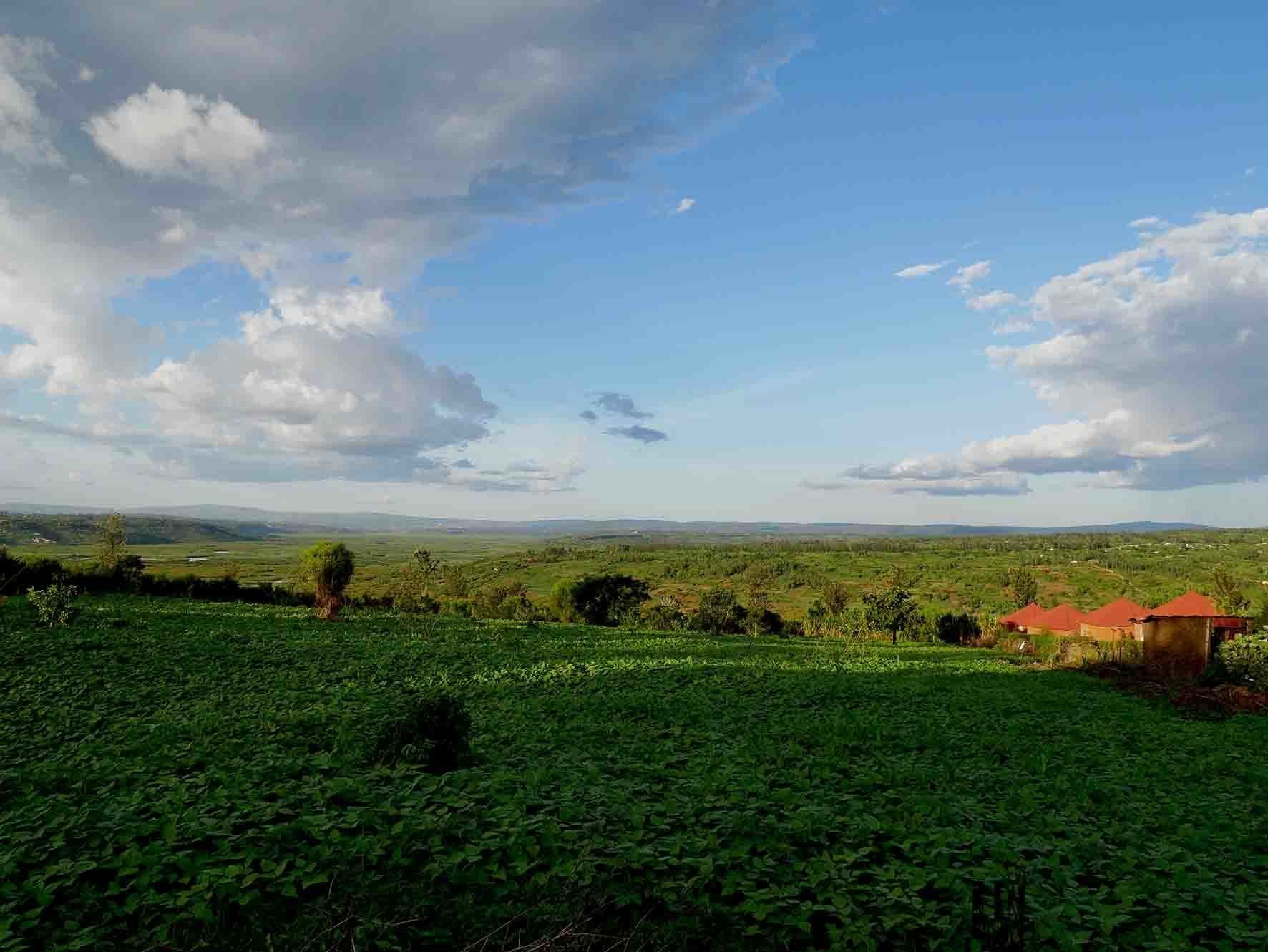 A rural landscape with a field of green crops, a few scattered trees, and a distant view of rolling hills under a partly cloudy sky.