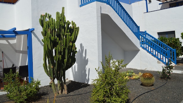 Een wit gebouw met een blauwe trap en een grote cactus op de voorgrond.