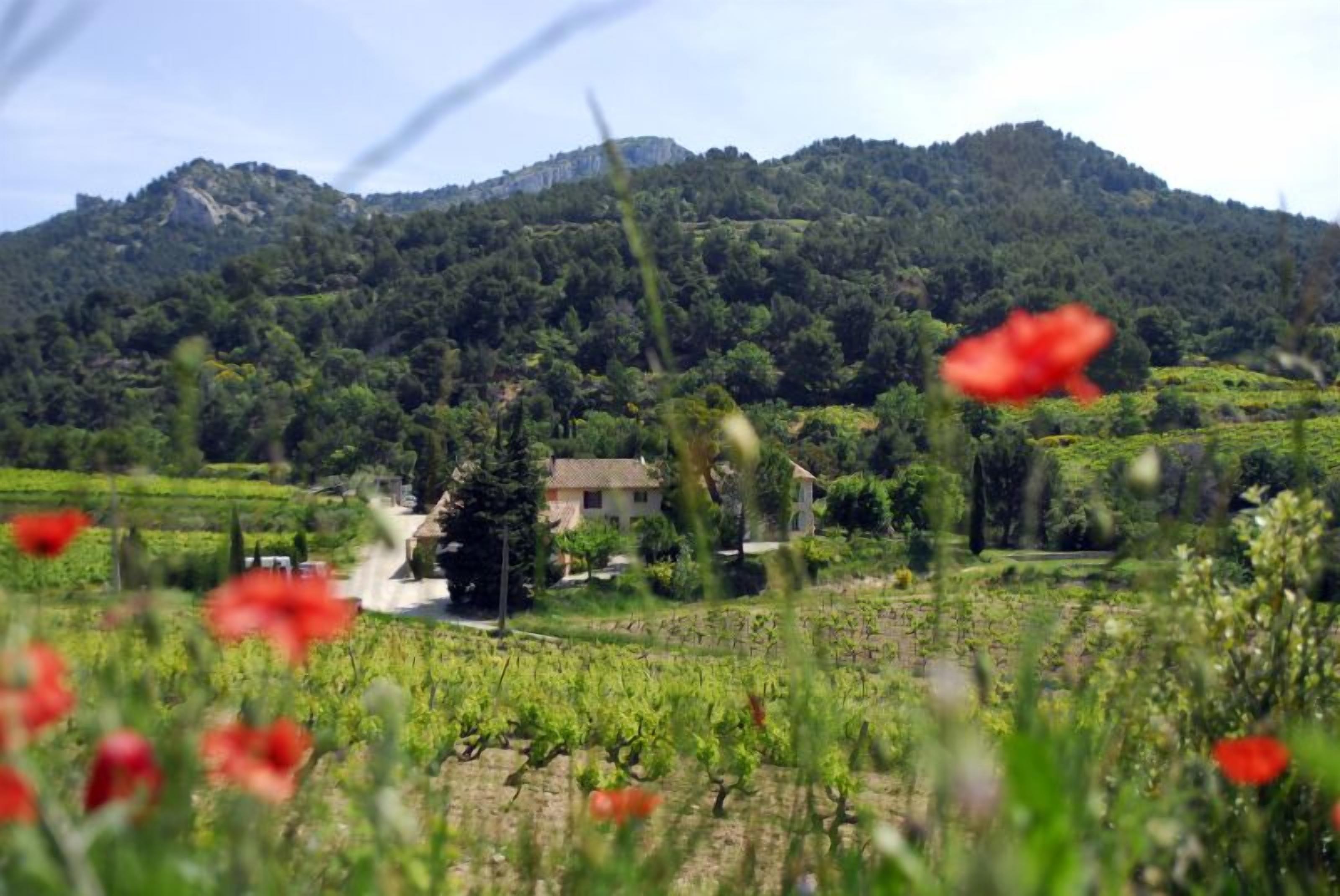De très belles rando partent dans les Dentelles depuis le Clos de Caveau.