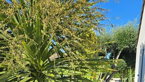 A stone pathway leading to a building, surrounded by various plants and trees. - Stylish house with medit. Garden, AC, barbecue, private + heated. Pool and W-Box (Portiragnes)