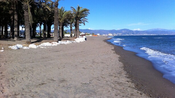A beach with palm trees and a clear blue sky.