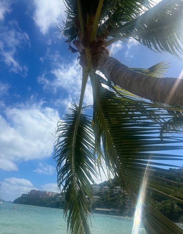 A palm tree with a clear view of the sky and a distant shoreline with buildings.