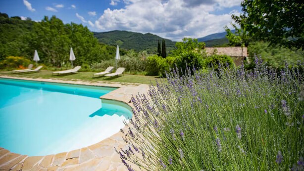 En swimmingpool med solstolar och en trädgård med lavendel.