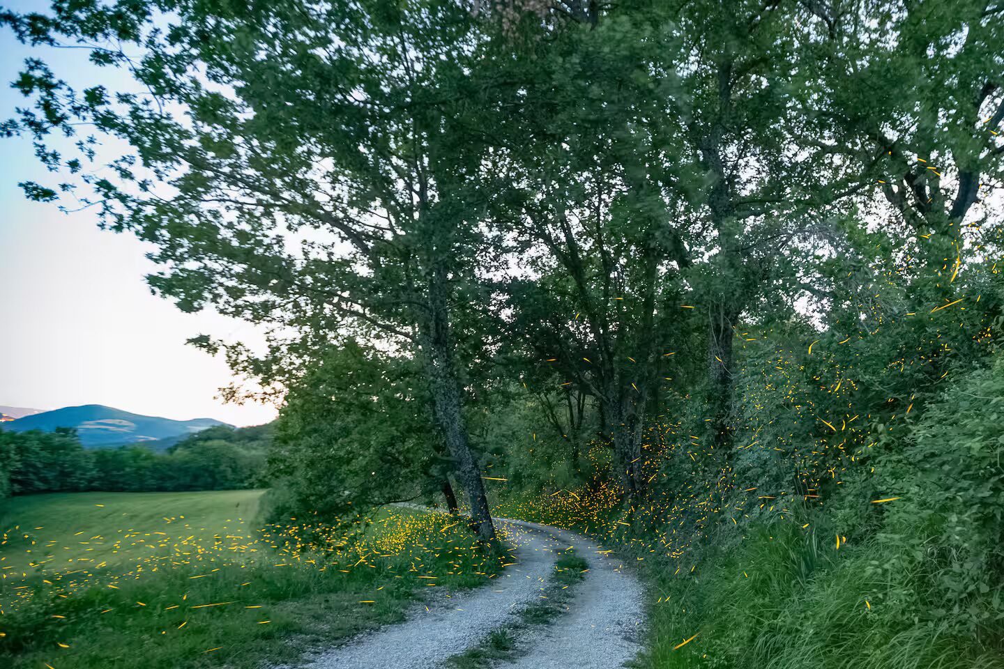 Un sendero de grava rodeado de árboles y césped con flores amarillas.