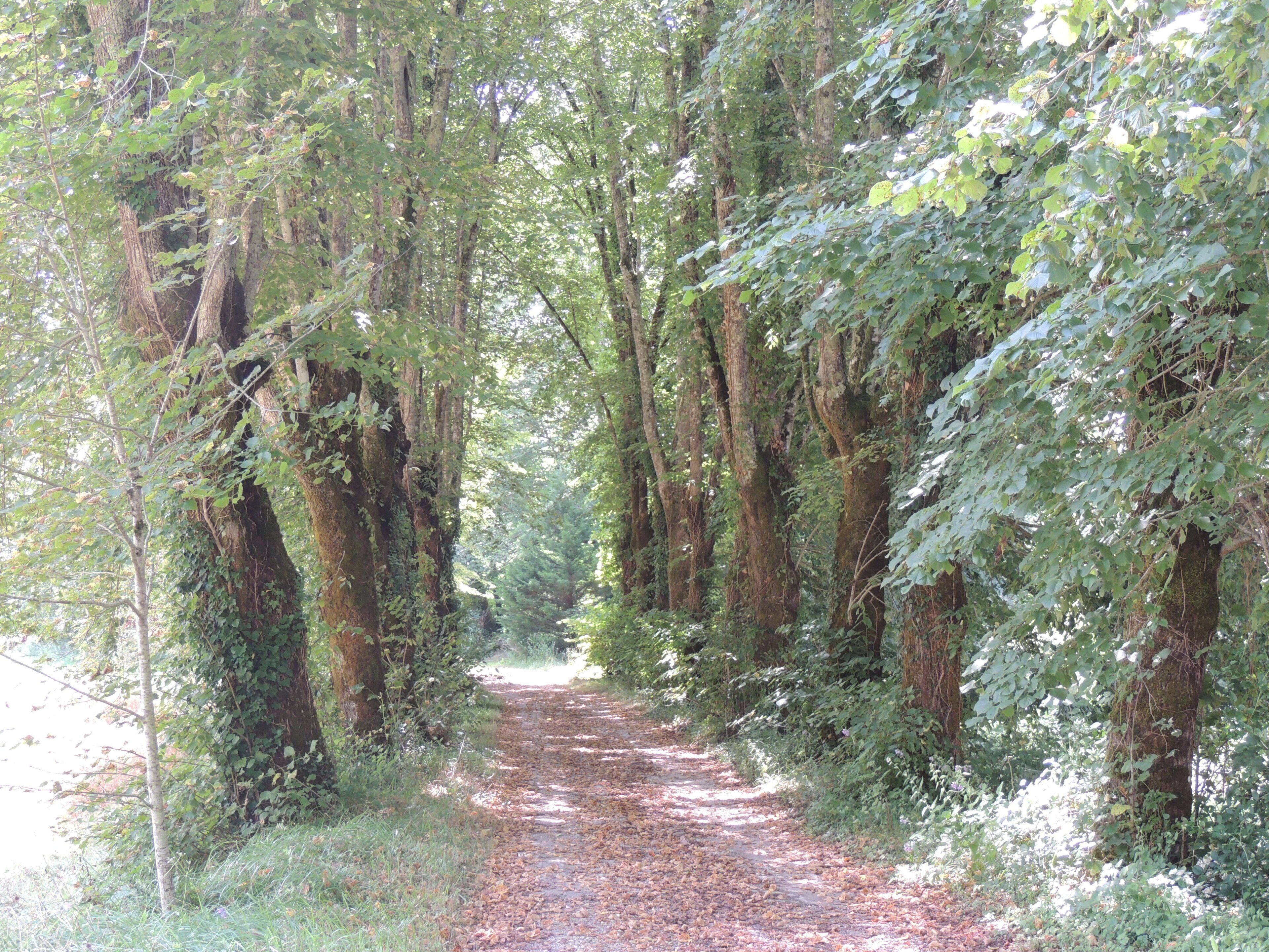 Un sendero en el bosque rodeado de árboles altos y vegetación densa.