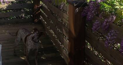 Maa Finca Alpeilla, air con ja kaikki mukavuudet.