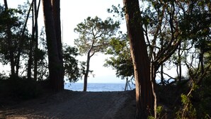 A sandy beach with tall trees and a view of the sea.