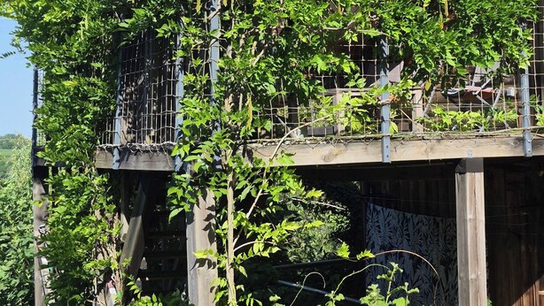 A wooden building with a balcony and a garden area with various plants and vines. - Gite au figuier - studio Duplex 2/4 people (Arbois)