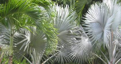 Le bien vivre créole entre mer et montagne