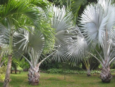 House / Villa - Bouillante