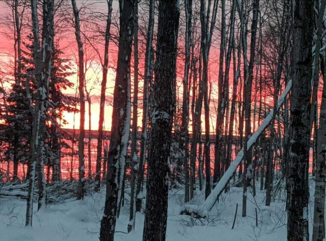 A forest with tall trees and a sunset in the background.