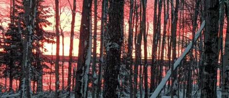 A forest with tall trees and a sunset in the background.