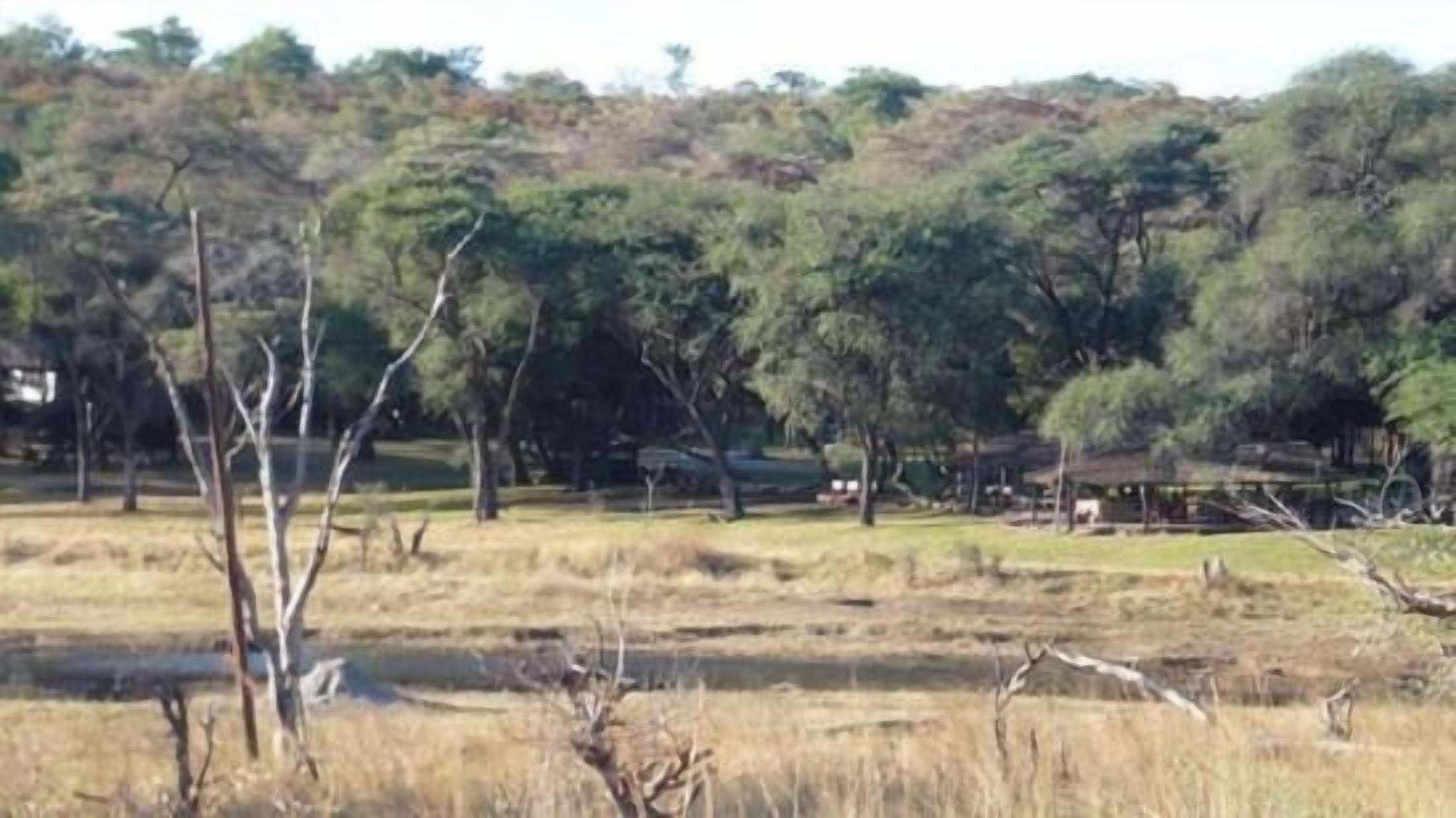 A natural landscape with trees and a grassy field.