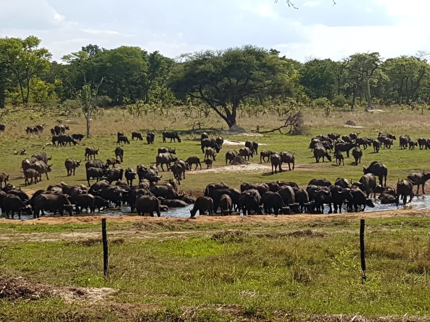Eine Elefantenherde und Büffel auf einer grasbewachsenen Fläche, im Hintergrund Bäume.