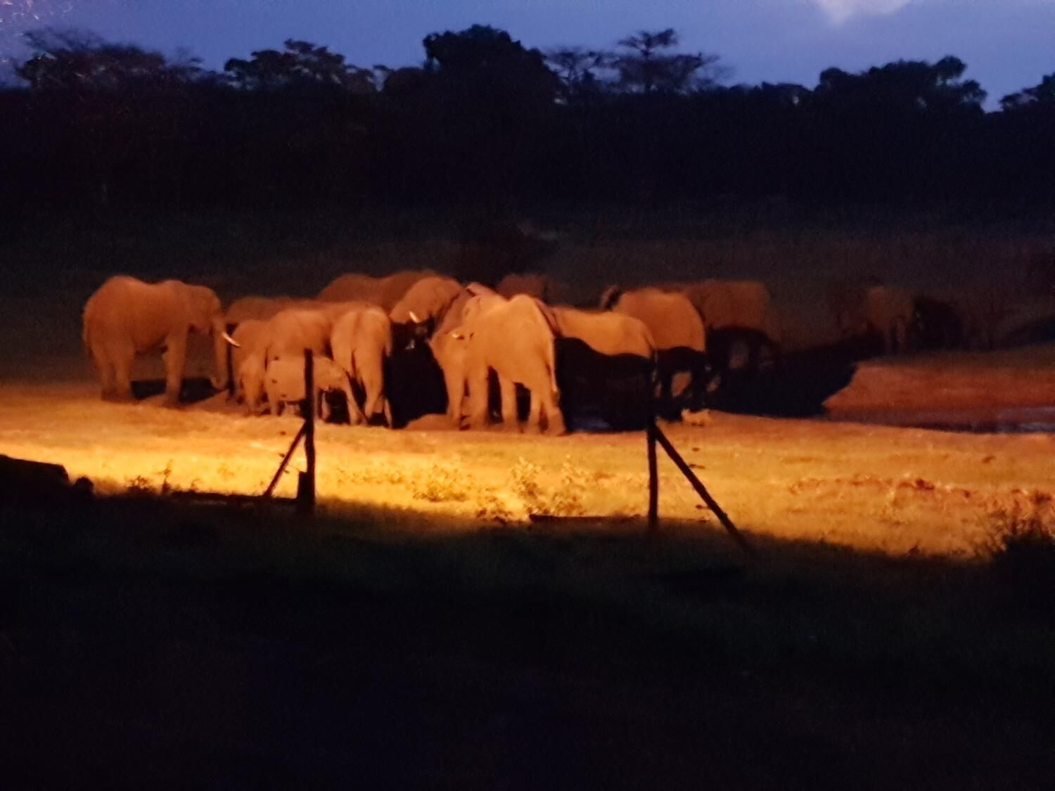 A group of elephants gathered in a dimly lit area with a fence in the foreground.
