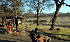 Property grounds - The Tree Lodge at Sikumi (Gwayi River Farms)