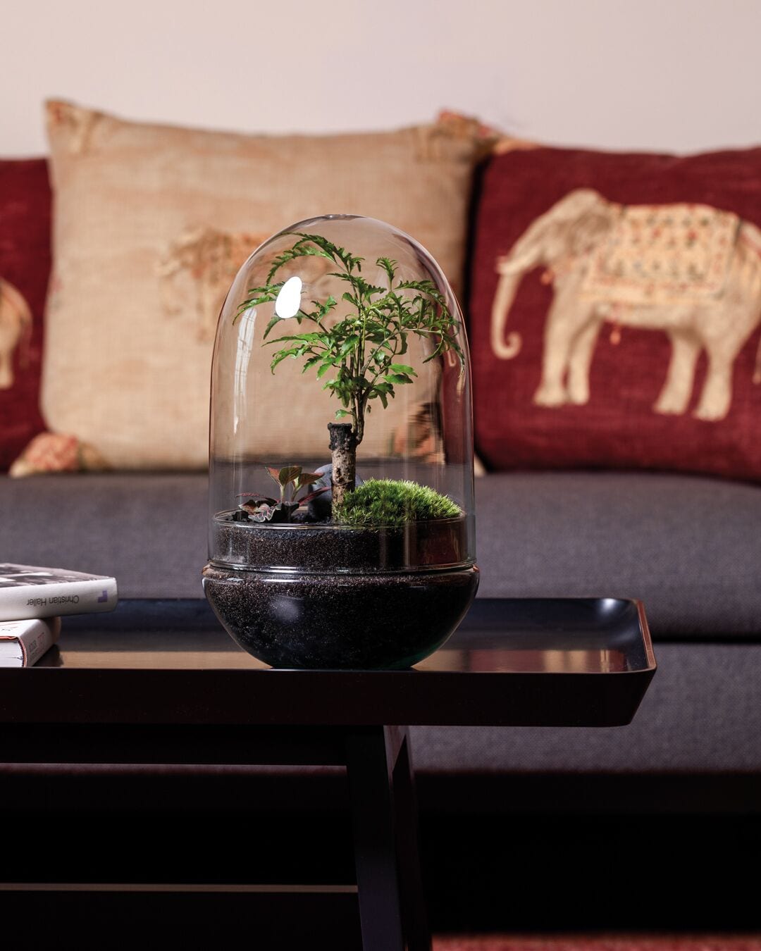 Un pequeño jardín interior con un bonsái bajo una cúpula de vidrio, colocado sobre una mesa oscura frente a un sofá con un cojín decorativo.