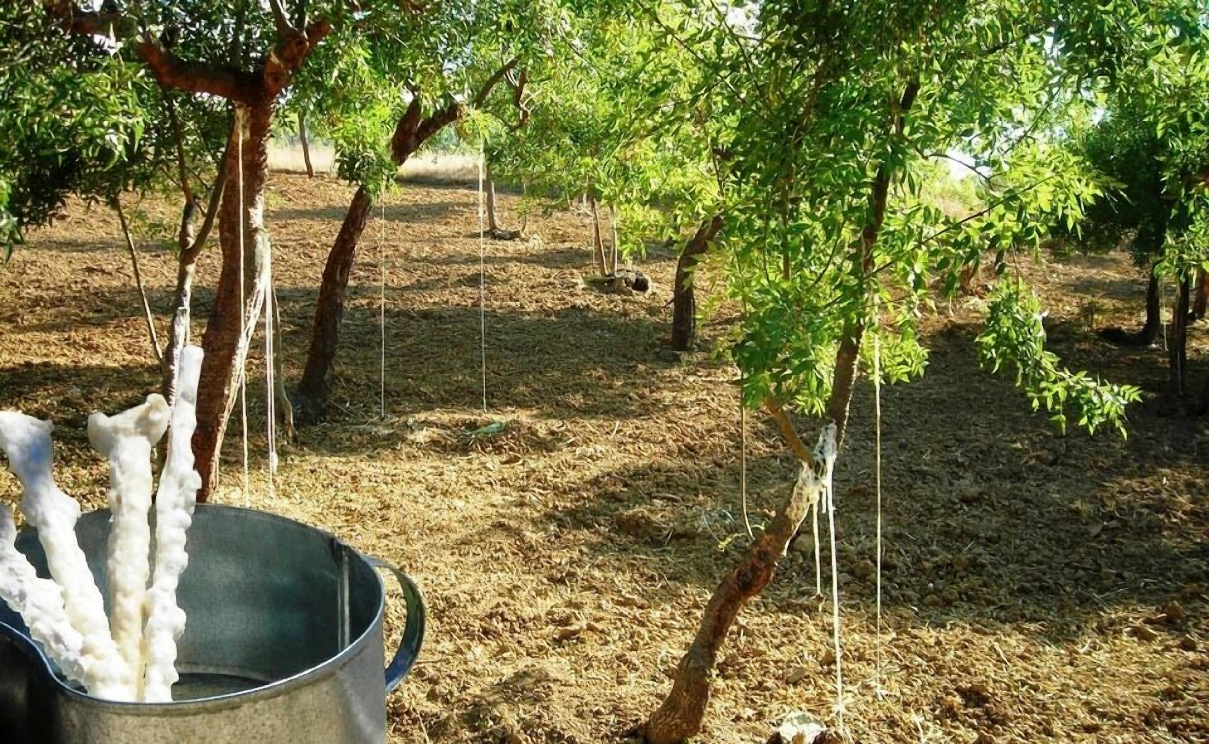 An orchard with trees supported by stakes, a metal bucket, and a ground covered with mulch.