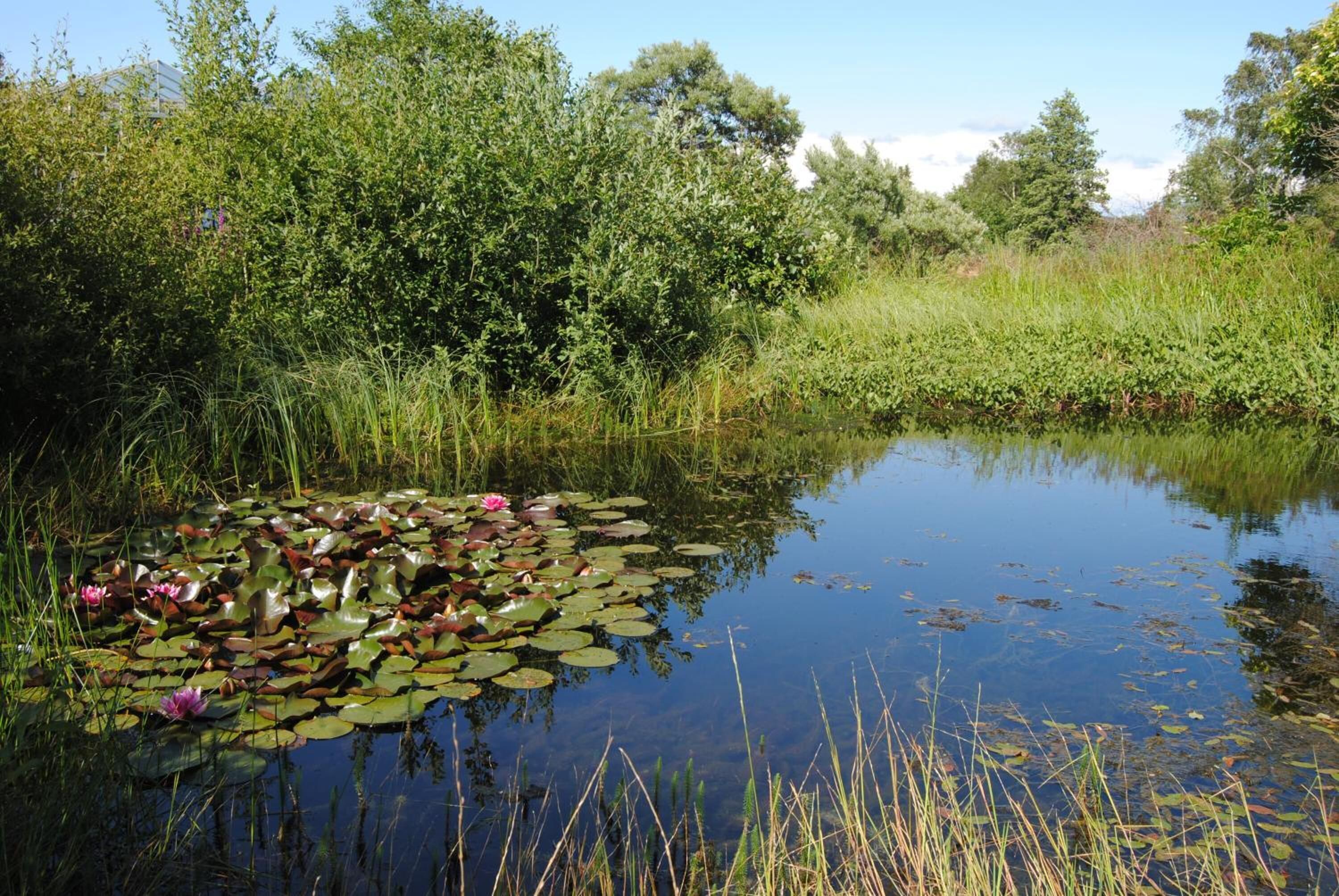 Un étang naturel, parsemé de nénuphars et de lotus, entouré d’une végétation luxuriante et d’arbres.
