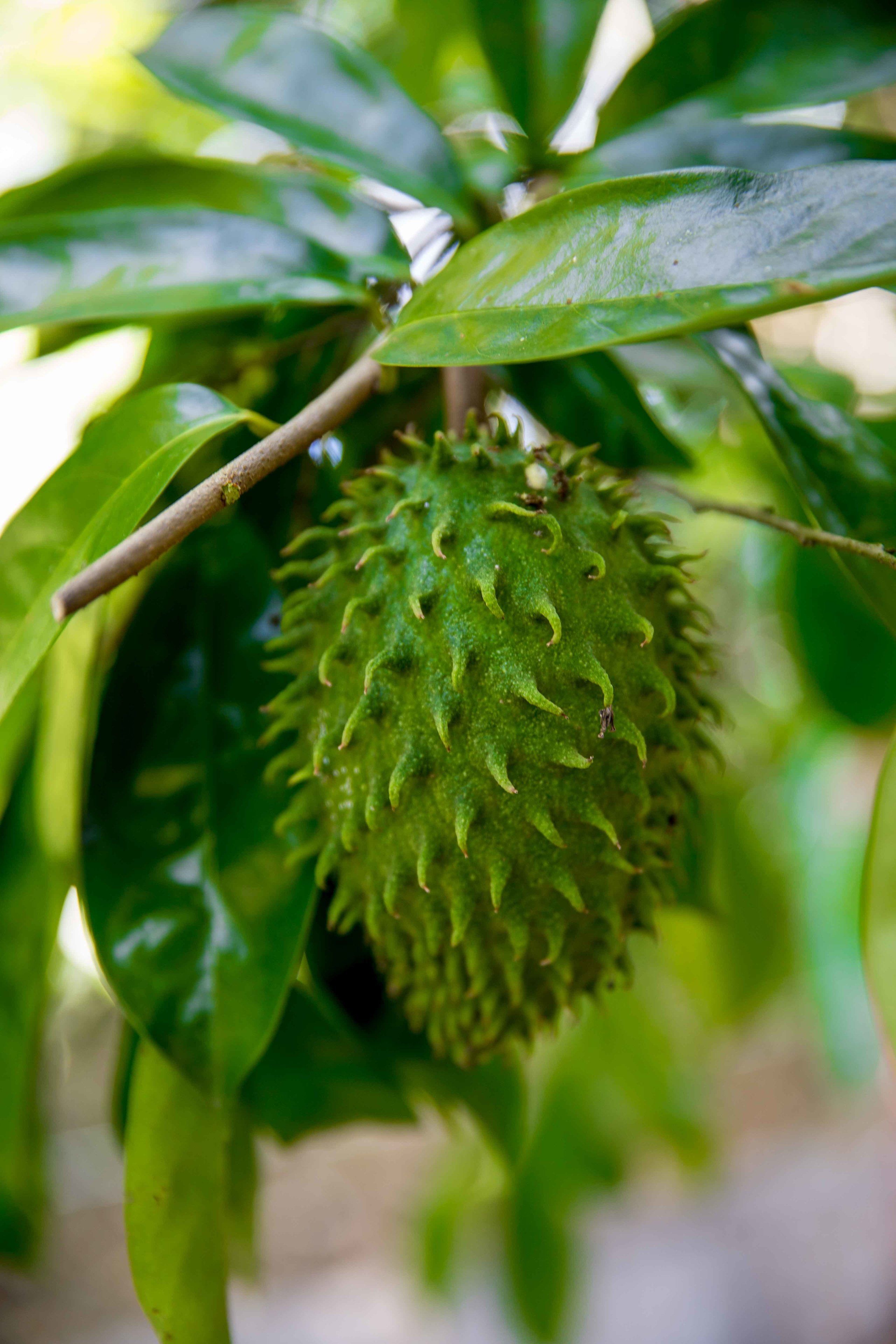 Foto - The Orchard Holiday Home