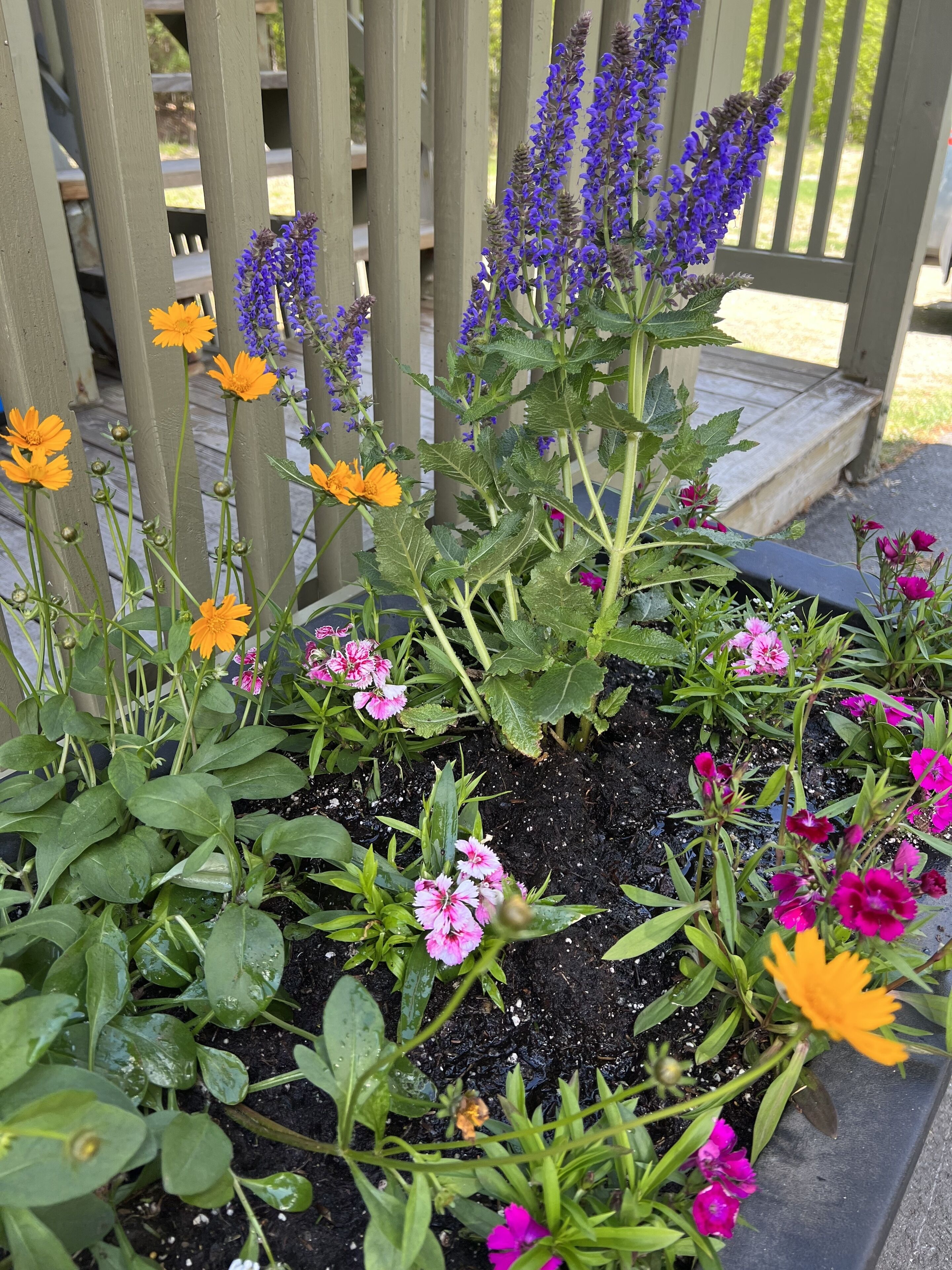 A garden bed with various flowering plants and a wooden fence in the background.