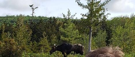 A person in a red jacket with "NWO" on the back, observing a moose by a lake with dense greenery and trees in the background.