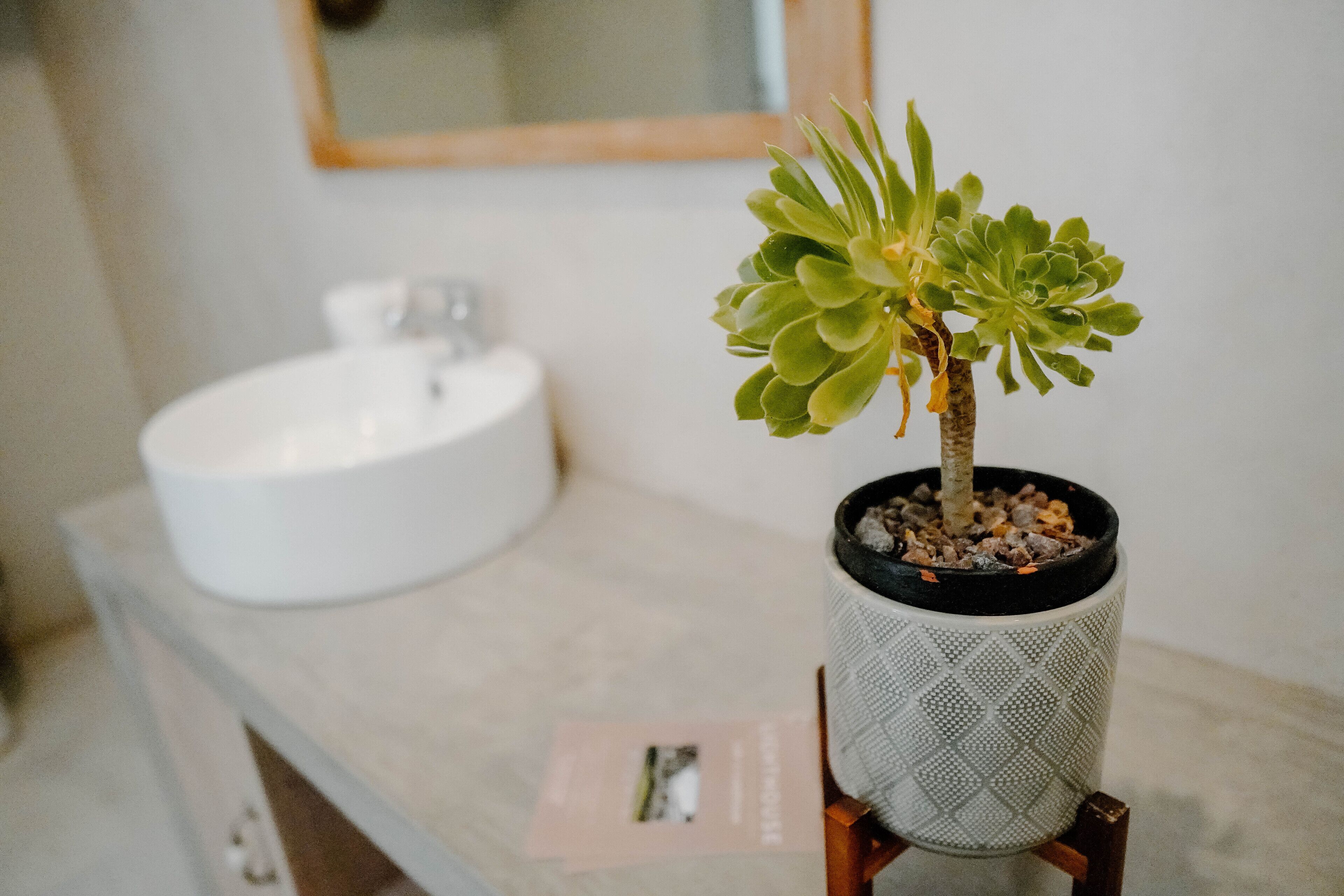Una planta suculenta en test amb una superfície de tocador de bany.