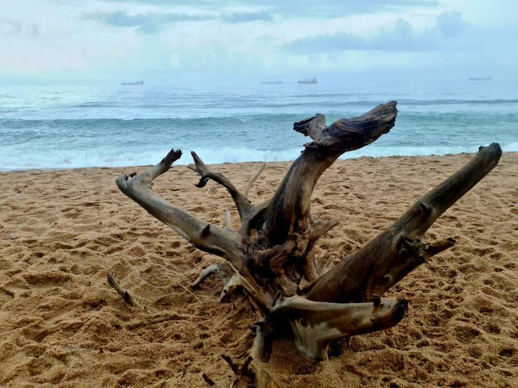 A beach with driftwood in the foreground and ships in the background.