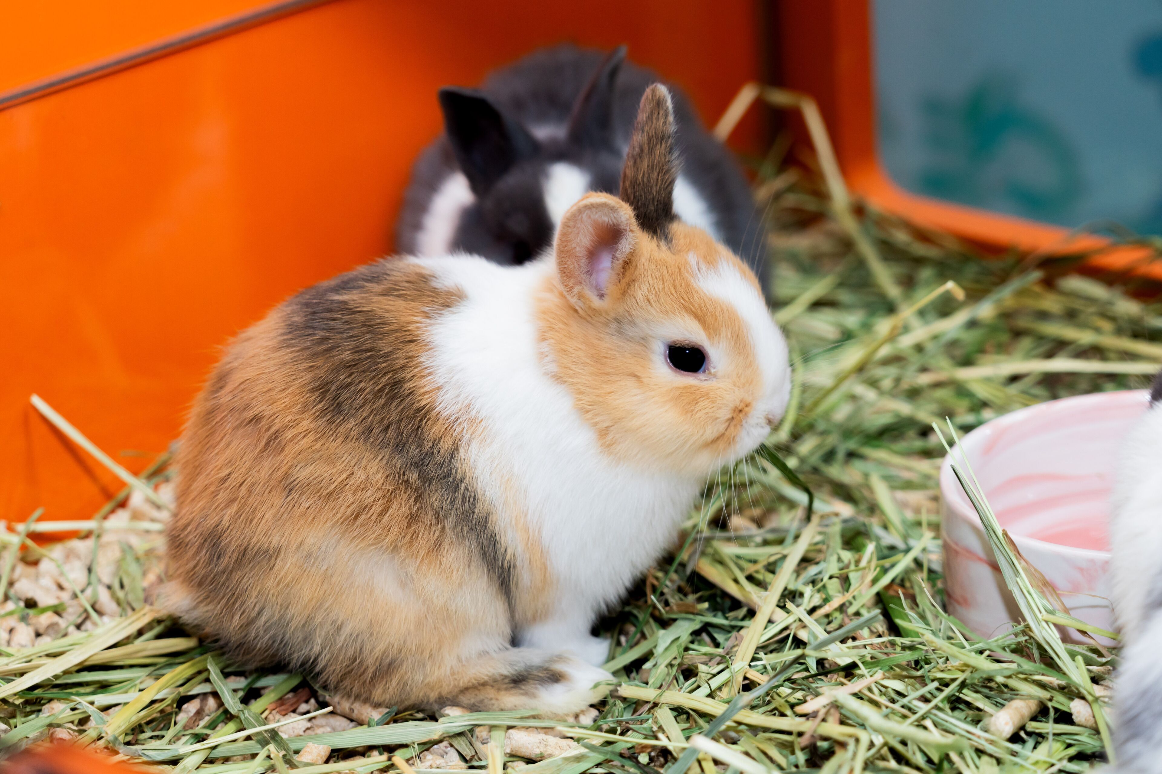 A rabbit in a cage with hay and a pink bowl.