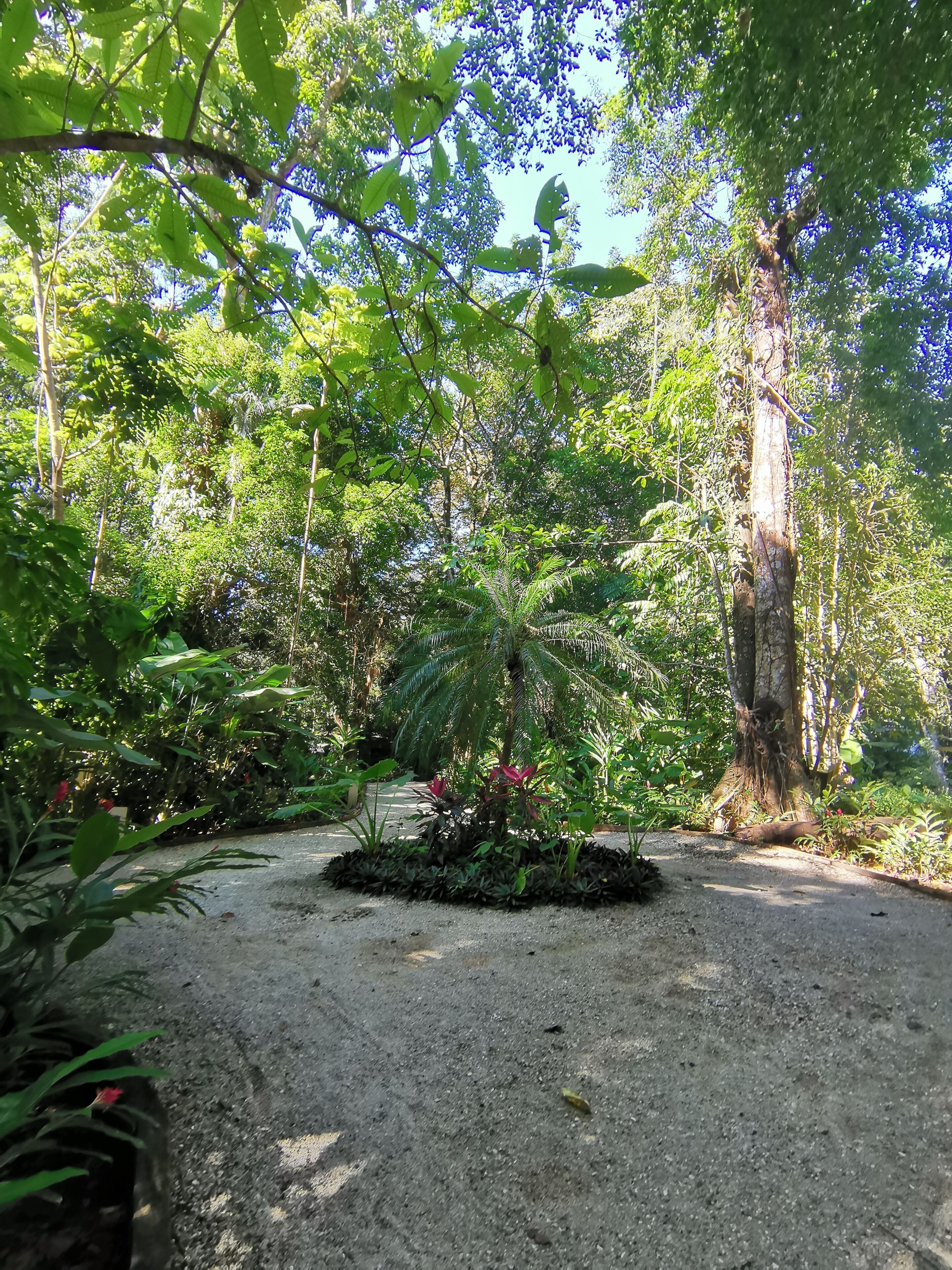 A forested area with a dirt path, dense greenery, and a large tree trunk.