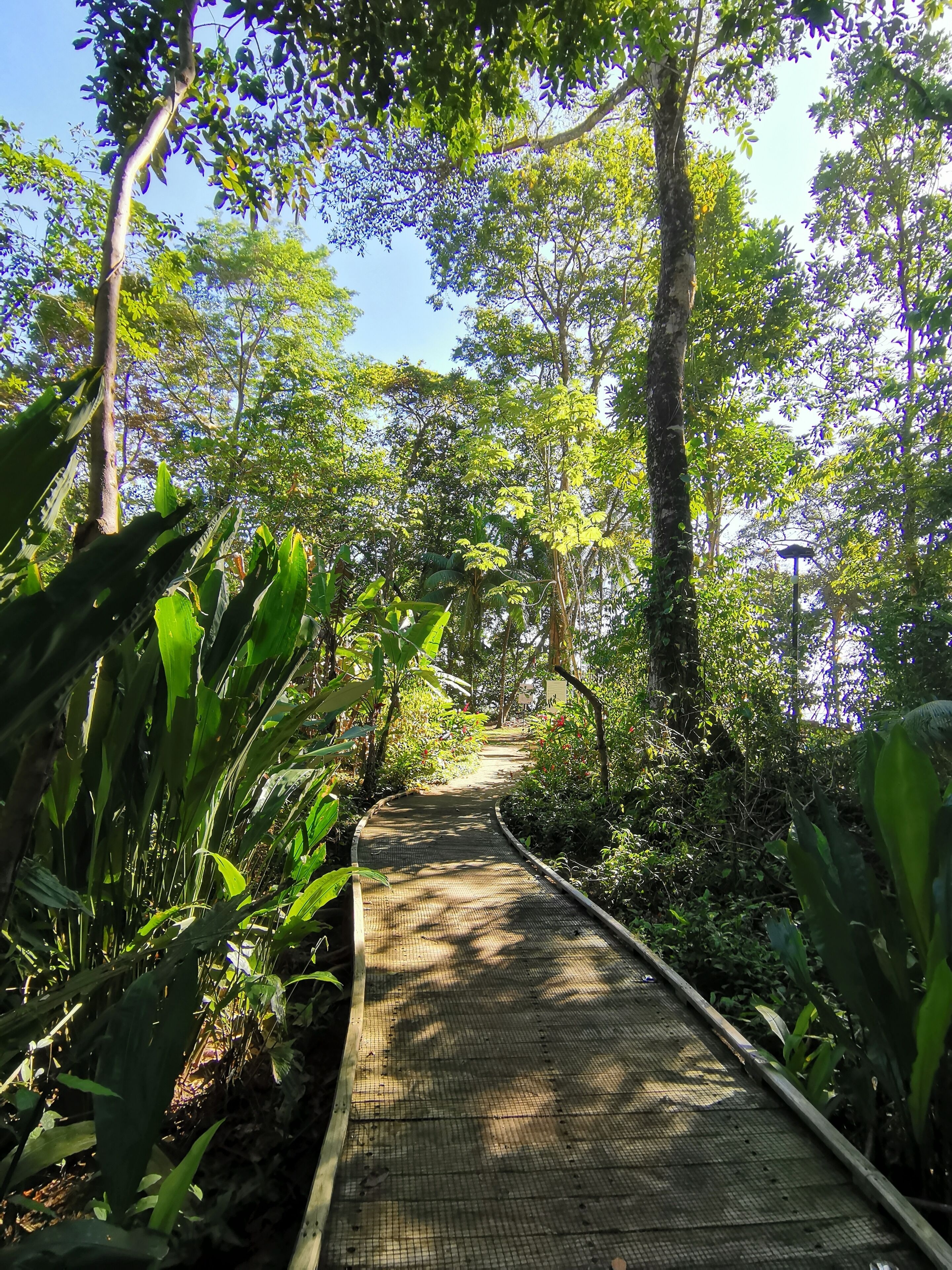 A pathway through a lush, green forest with dense foliage on either side.