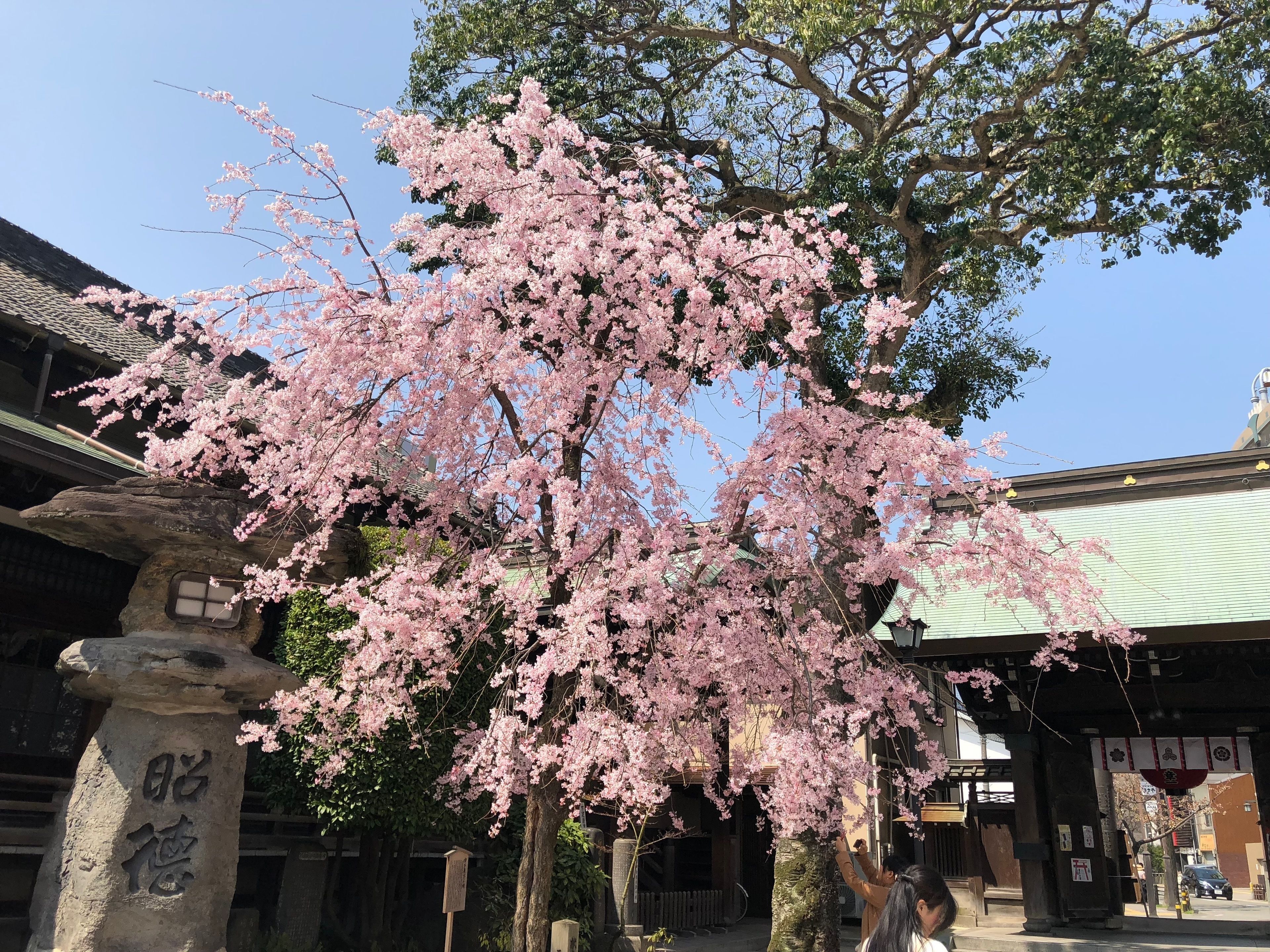 A traditional Japanese building with a stone pillar and cherry blossoms.