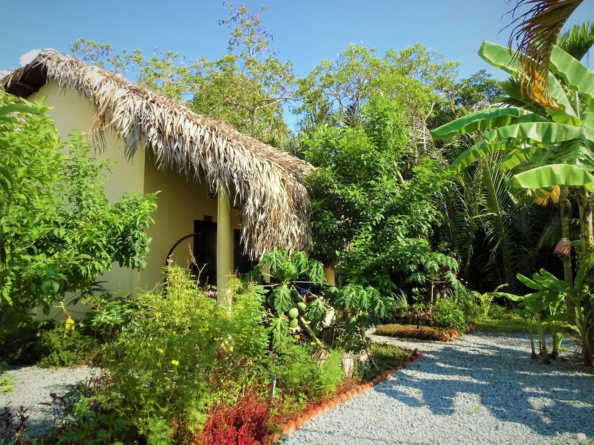 A thatched-roof building surrounded by lush greenery and a gravel path.